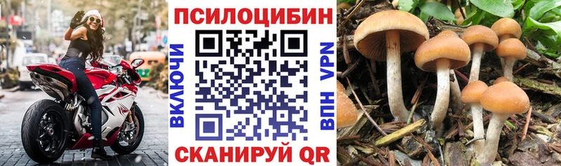 OMG сайт  Камышлов  Псилоцибиновые грибы GOLDEN TEACHER 